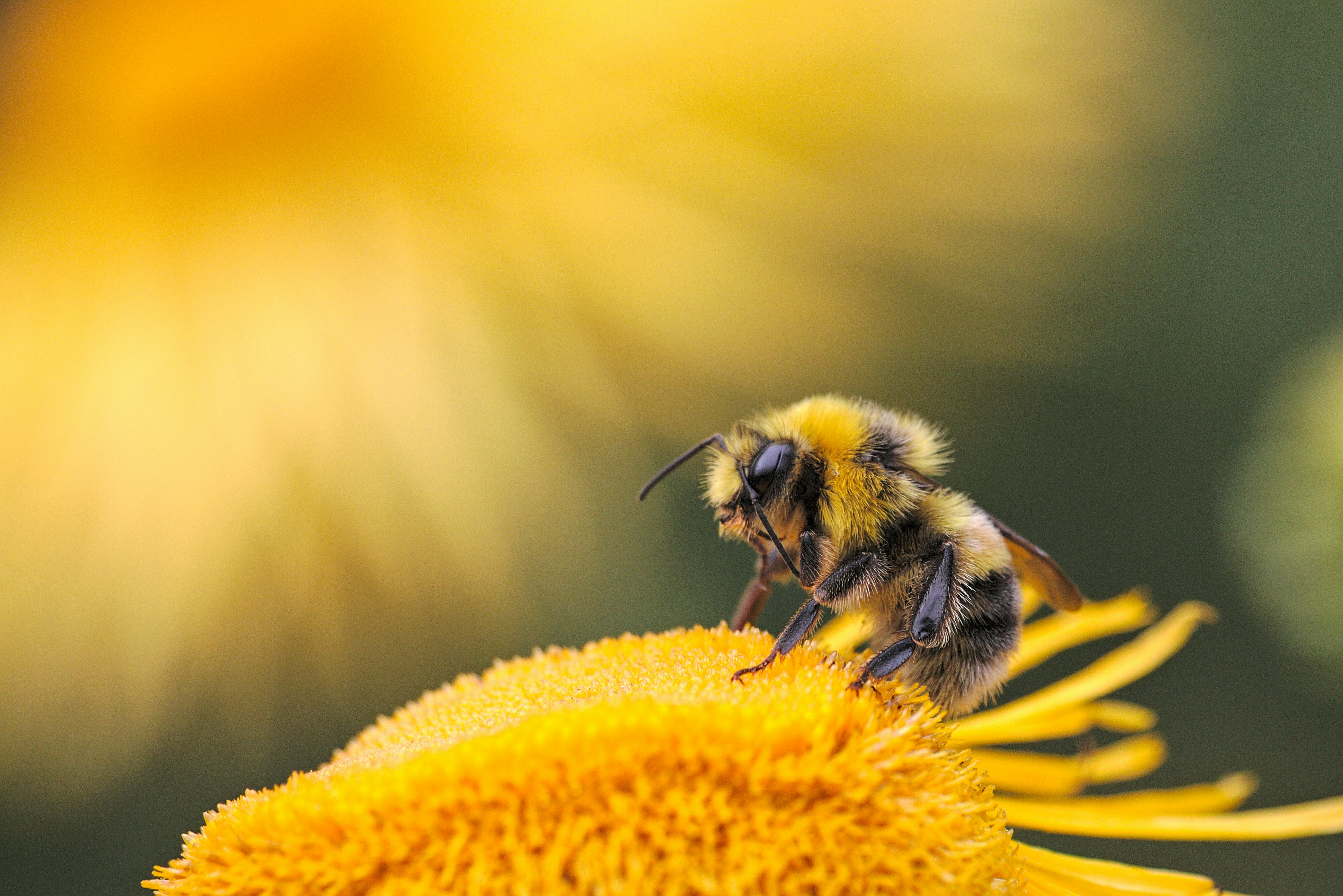 Biodiversité