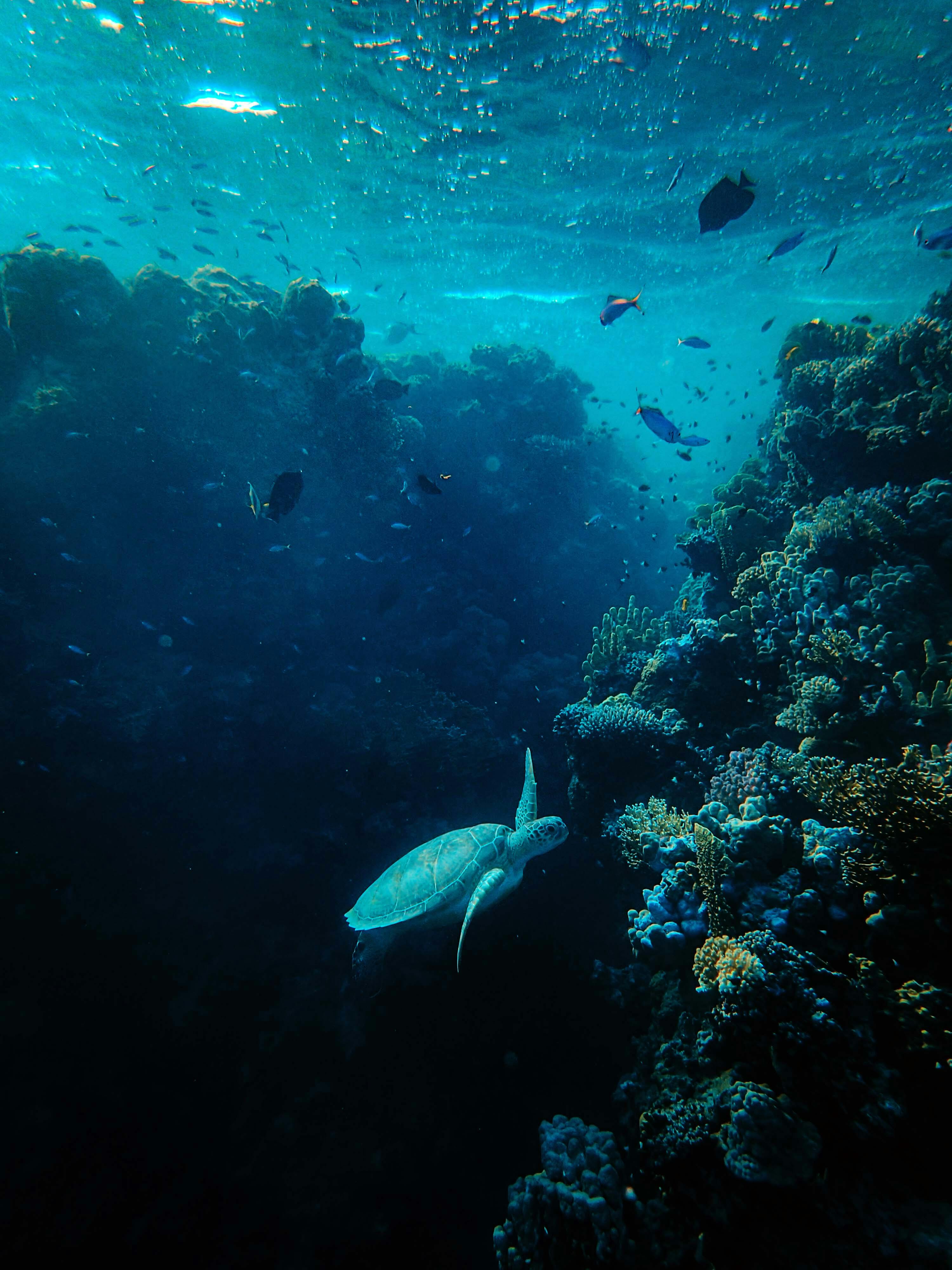 Wild Odyssey Entreprises
